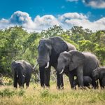 Les espèces d’éléphants et leur mode de vie