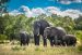 Les espèces d’éléphants dans le monde et leur mode de vie