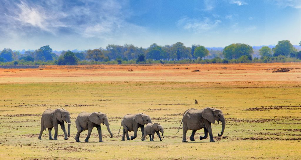Éléphant d'Afrique du sud