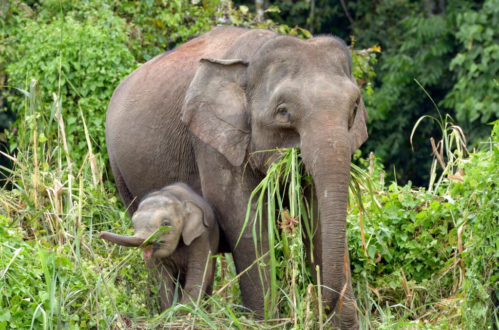 éléphant de Bornéo