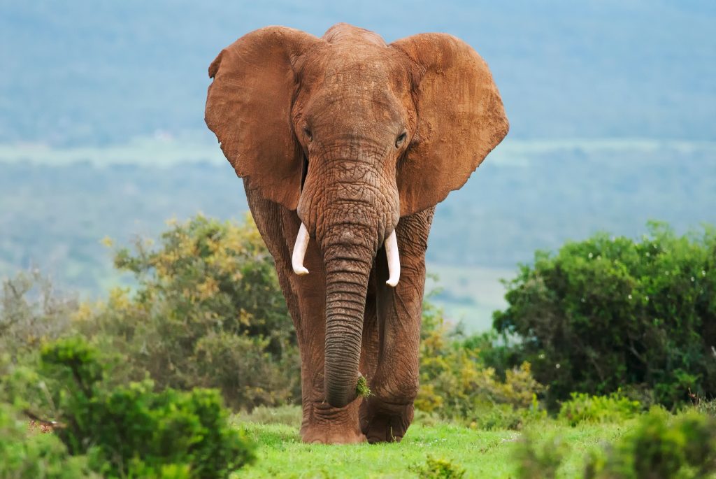 Éléphant d'Afrique