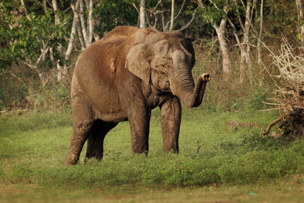 Éléphant d'asie