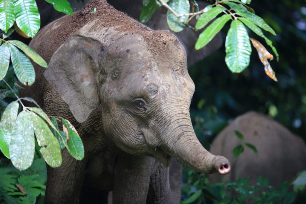 Éléphant de Bornéo