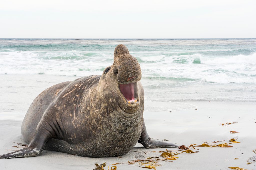 Éléphant de mer