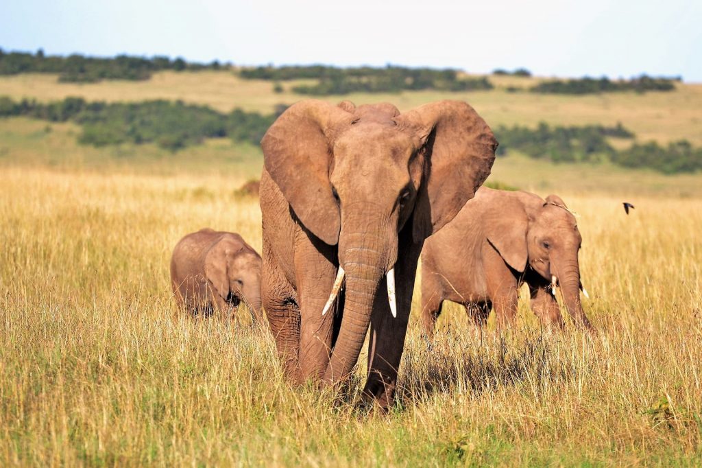 Éléphant marchant dans la faune