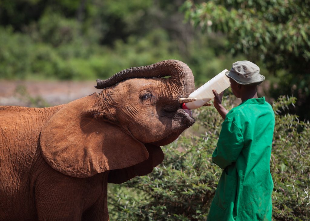 Éléphant boit au biberon