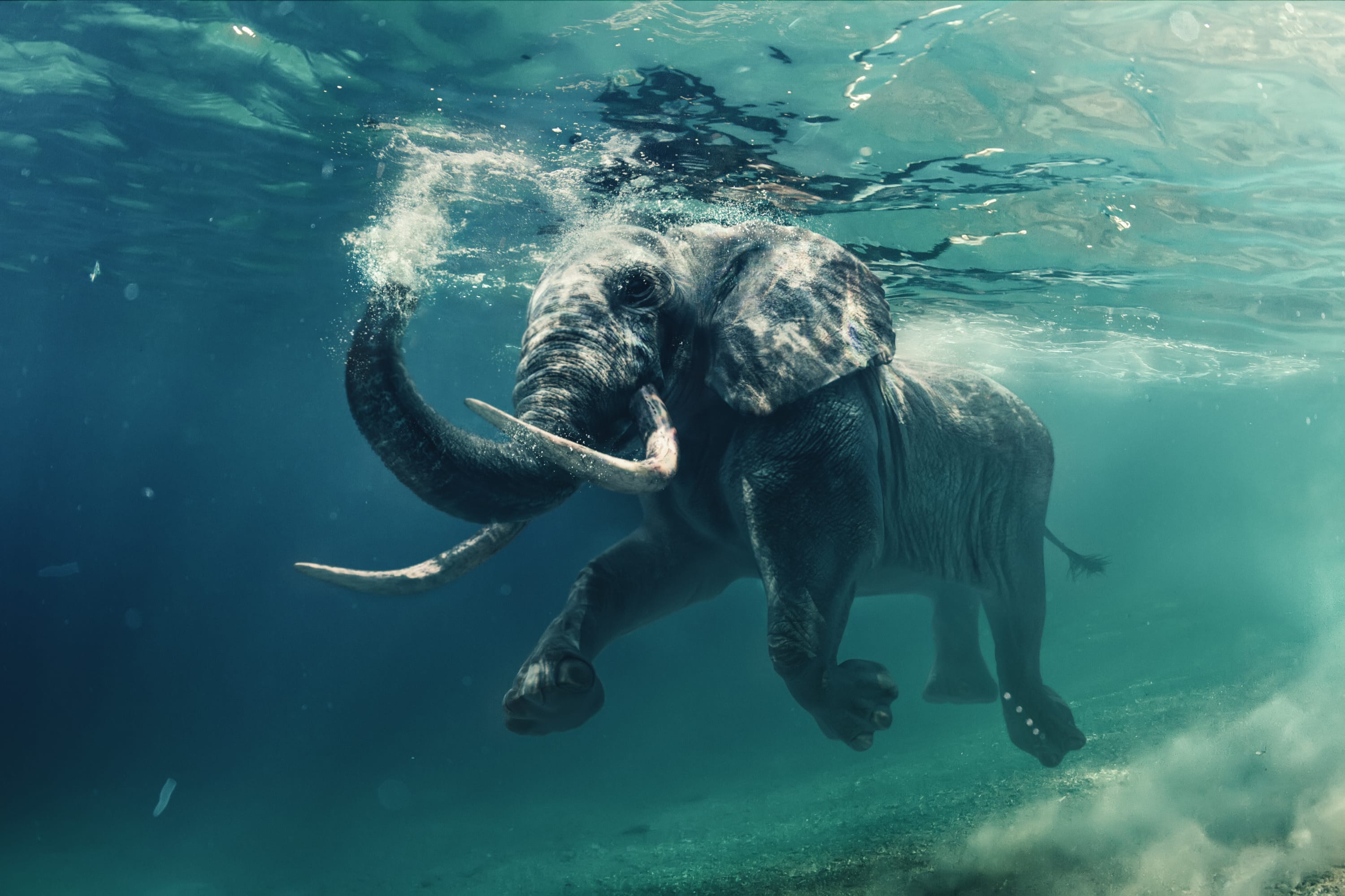 Éléphant qui nage dans l'eau