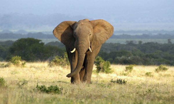 7 idées reçues sur les éléphants