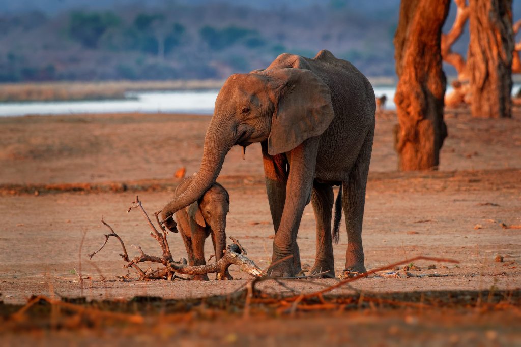 éléphants de savane d'afrique