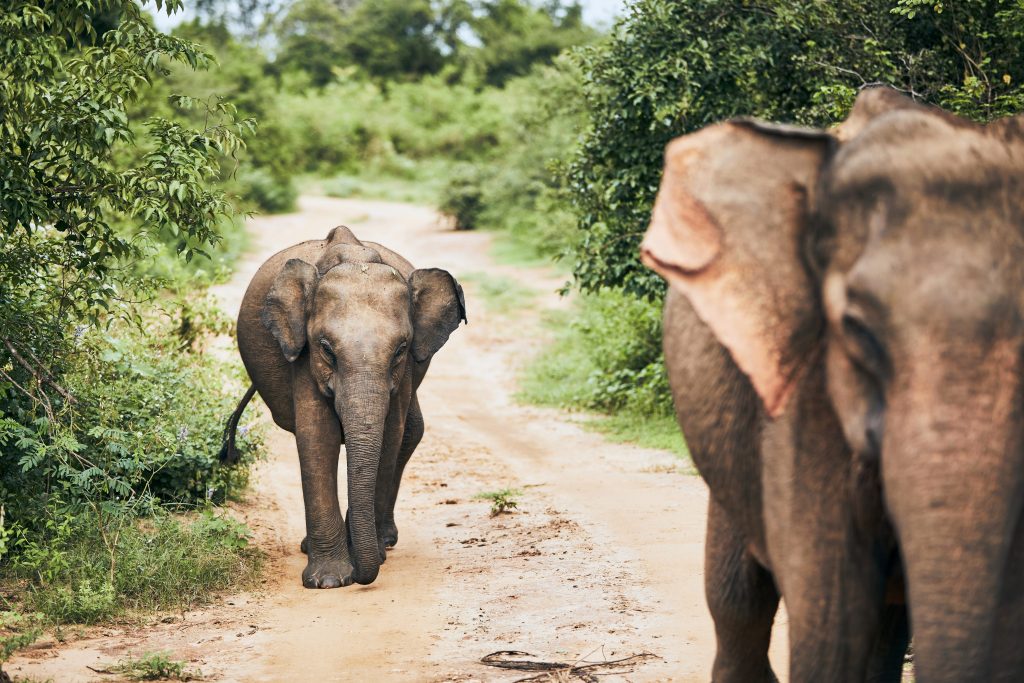Éléphant Sri Lanka