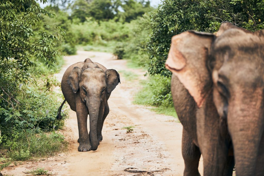 Éléphant du Sri Lanka