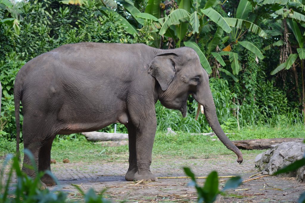 éléphant de sumatra