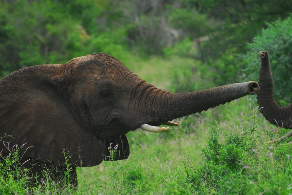éléphant