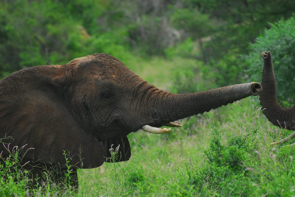 Deux trompes d'éléphants