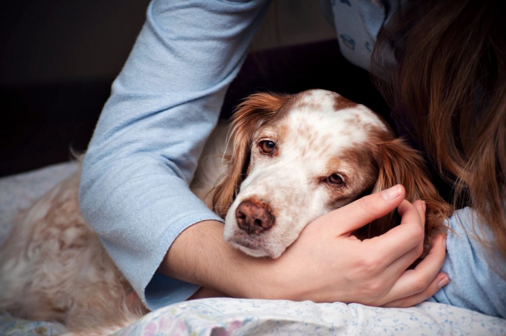 Chien type épagneul âgé dans les bras de sa maîtresse