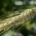 Les dangers de l’épillet chez le chien