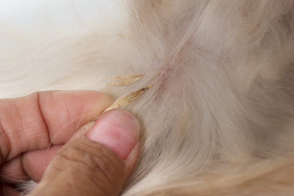 Épillet coincé dans les poils d'un chien