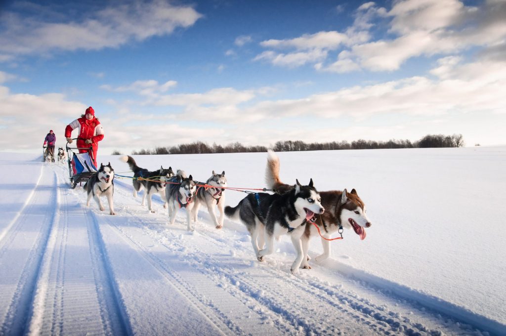 L'équipe des chiens de traîneaux