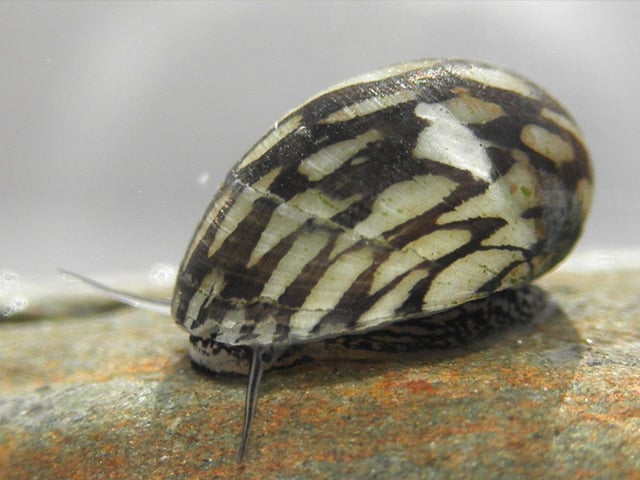 Escargot Neritina