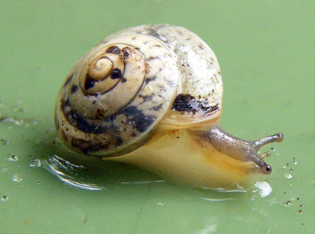 escargot sur leau