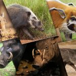 Top 12 Espèces de Cochons à travers le monde