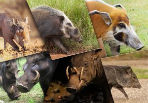 Top 12 Espèces de Cochons à travers le monde