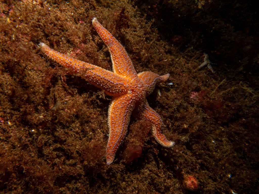 Étoile de mer dans l'océan