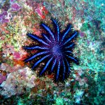 6 faits à savoir sur l’étoile de mer