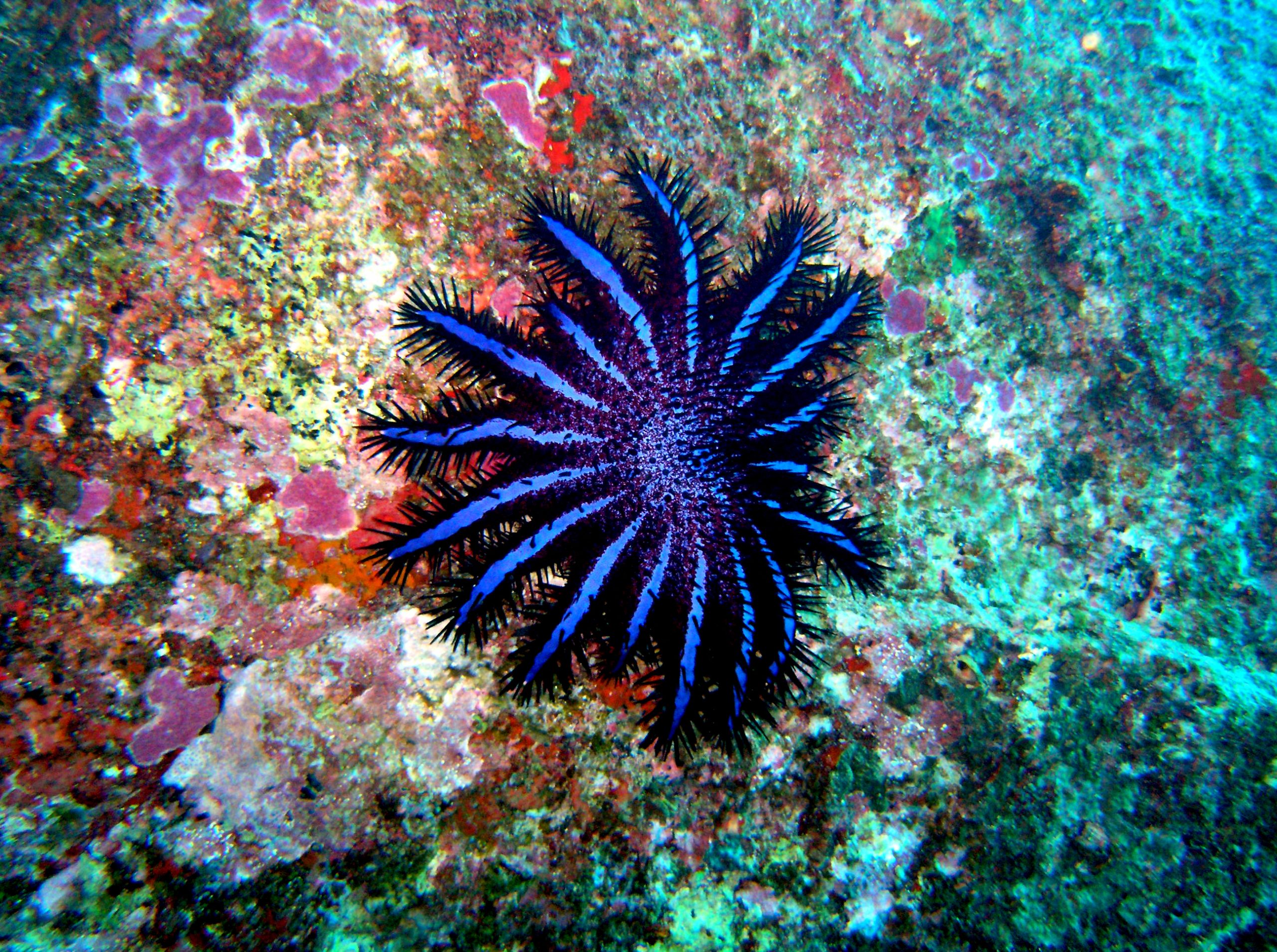 Étoile de mer 6 faits à savoir Animaux insolites — Autour des animaux