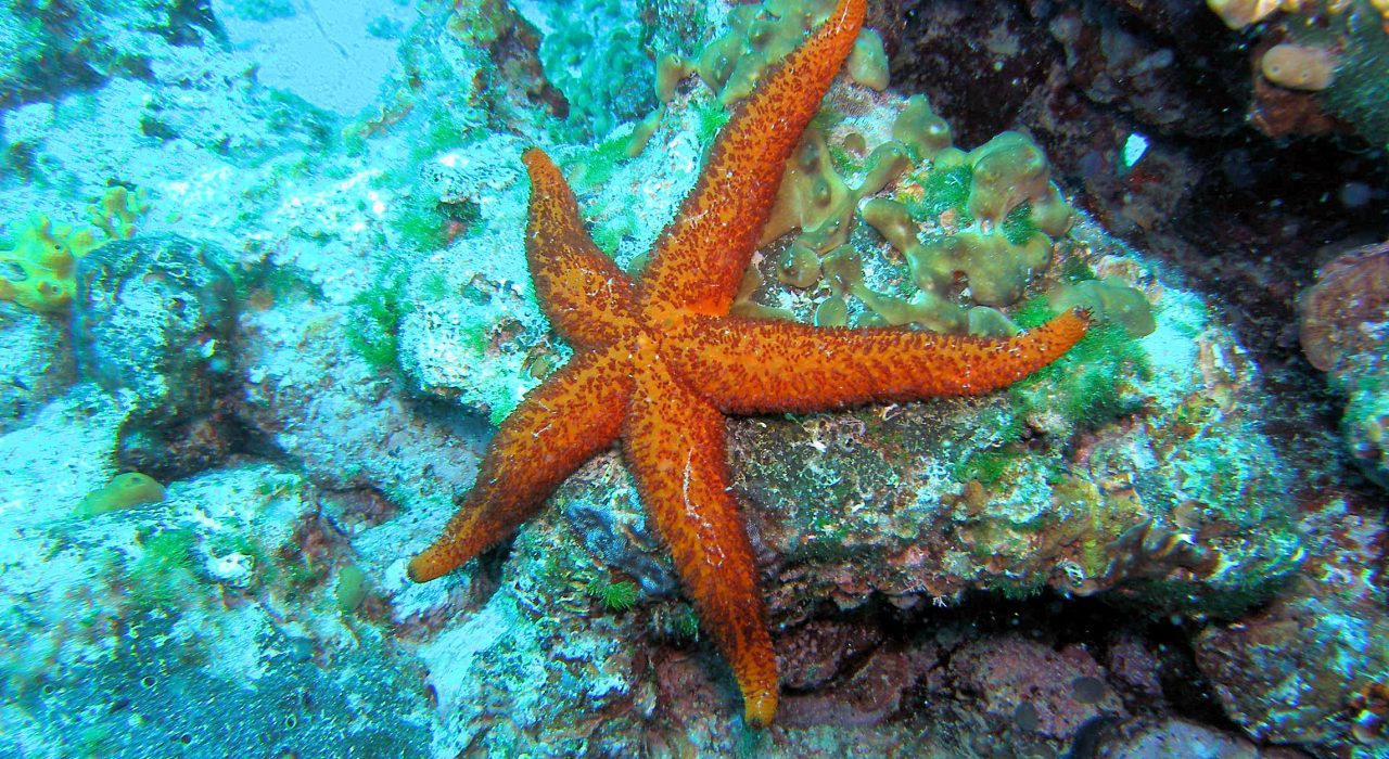 Top 20 faits étonnants sur l’étoile de mer