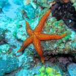 Top 20 faits étonnants sur l’étoile de mer