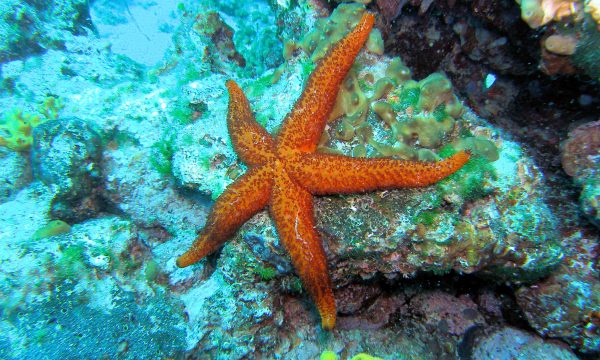 Top 20 faits étonnants sur l’étoile de mer
