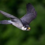 Quel oiseau est le plus rapide ? Top 5 espèces à découvrir