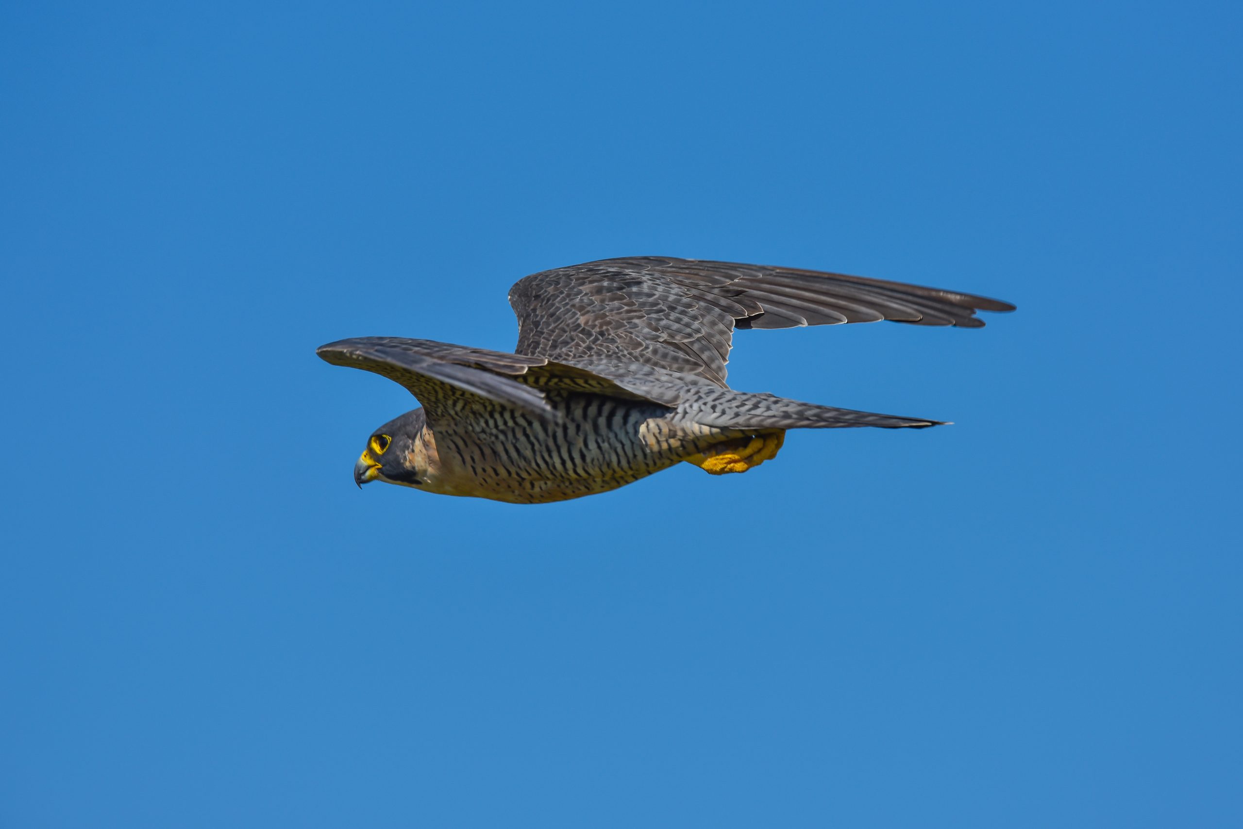 Quel oiseau est le plus rapide au monde