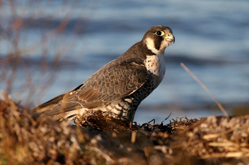faucon pelerin