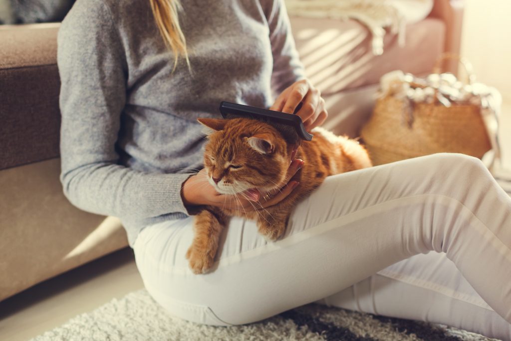 Chat qui se fait brosser sur sa maîtresse