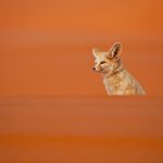 Quels animaux voir dans le désert du Sahara ?