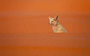 Quels animaux voir dans le désert du Sahara ?