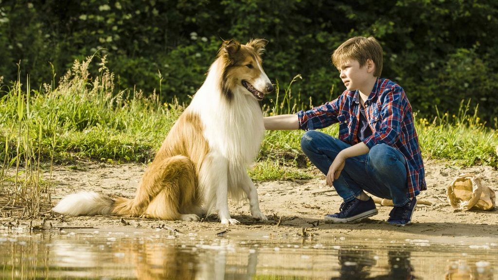 Film fidèle lassie