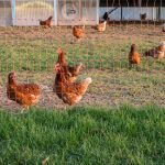 Quel filet de protection pour protéger ses poules ?