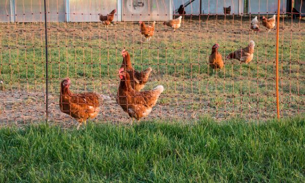 Quel filet de protection pour protéger ses poules ?