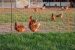 Comment choisir un filet pour protéger ses poules ?