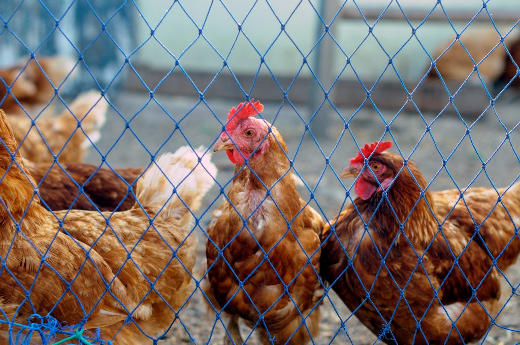 Poules protégées par un filet