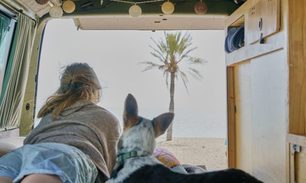Voyager en van avec son chien : Guide complet