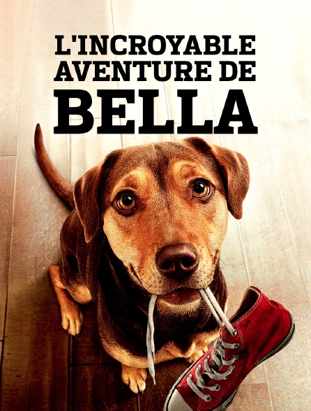 Film l'incroyable aventure de Bella