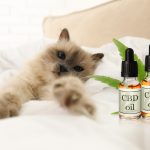 L’huile de CBD est-elle bonne pour la santé de mon chat ?
