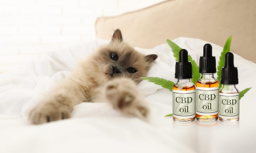 L’huile de CBD est-elle bonne pour la santé de mon chat ?