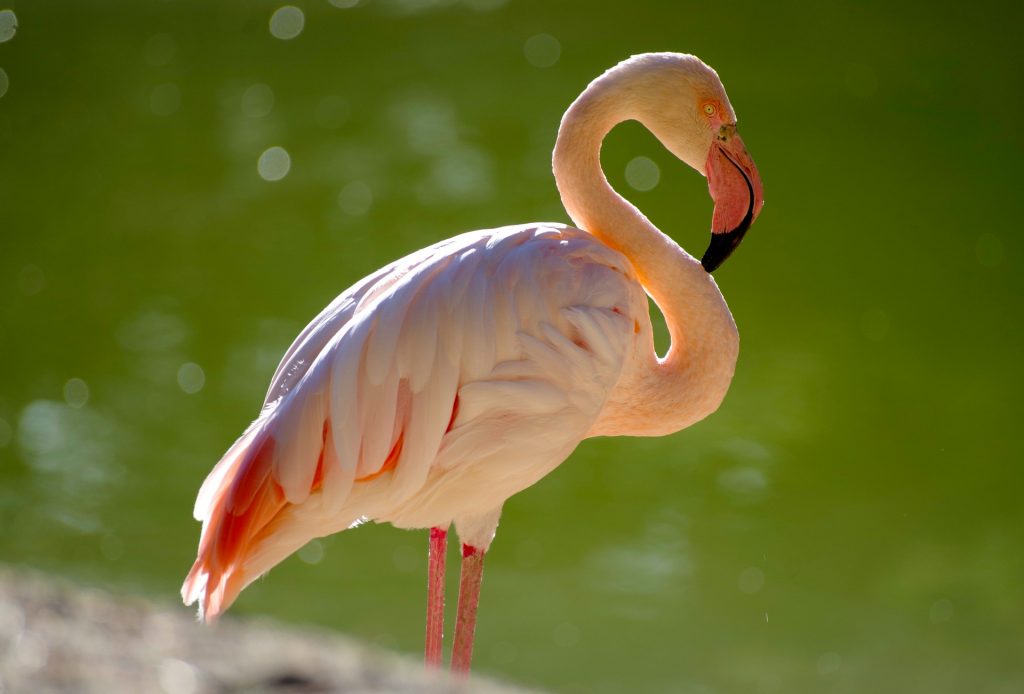 Flamant rose