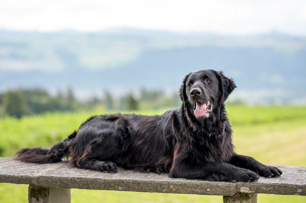 Le Flat Coated Retriever