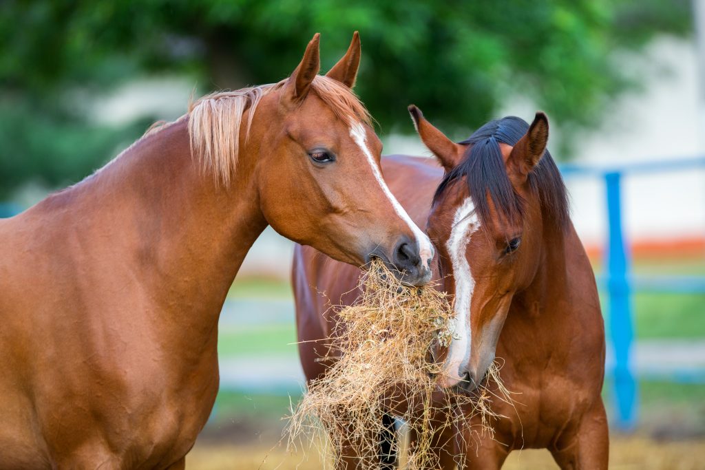 Chevaux qui mangent du foin